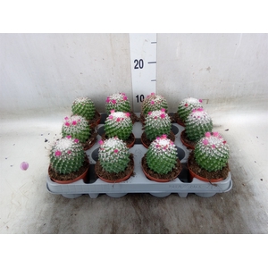 Mammillaria polythele 'Toluca'