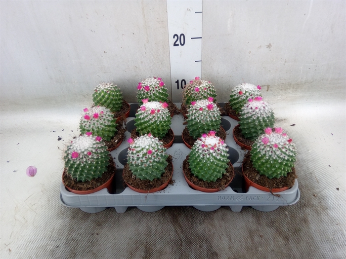 <h4>Mammillaria polythele 'Toluca'</h4>