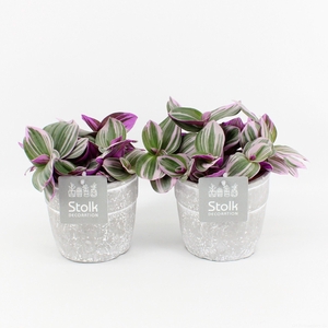 Tradescantia Nanouk In Stone Look Pot