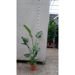 Strelitzia nicolai
