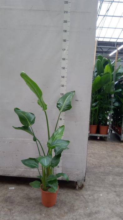 <h4>Strelitzia nicolai</h4>