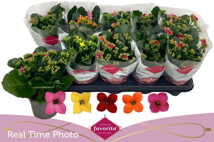 <h4>KAL EN GEM 5 KL</h4>