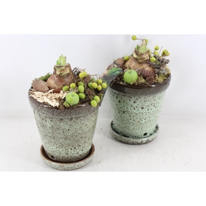 arr4 Amaryllis MB - Ker. luxe pot op schotel x6