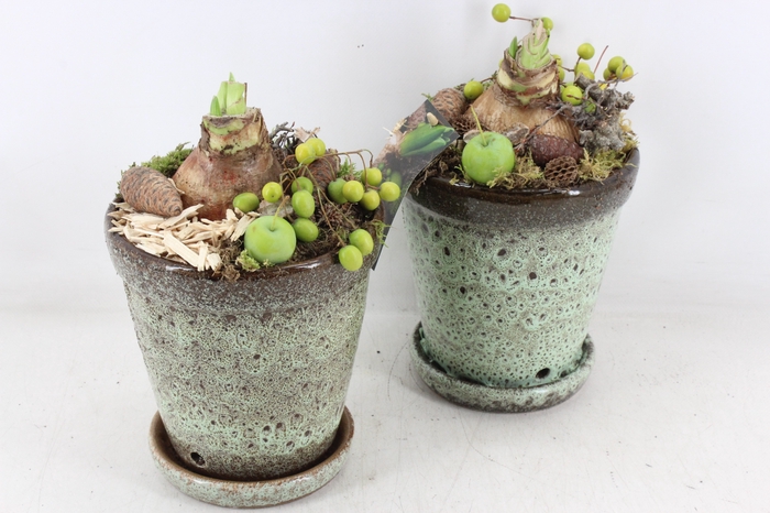 <h4>arr4 Amaryllis MB - Ker. luxe pot op schotel x6</h4>