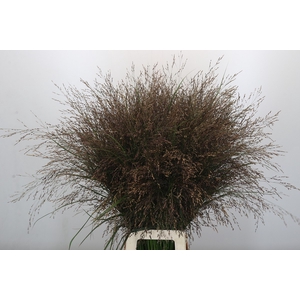 Panicum Warrior