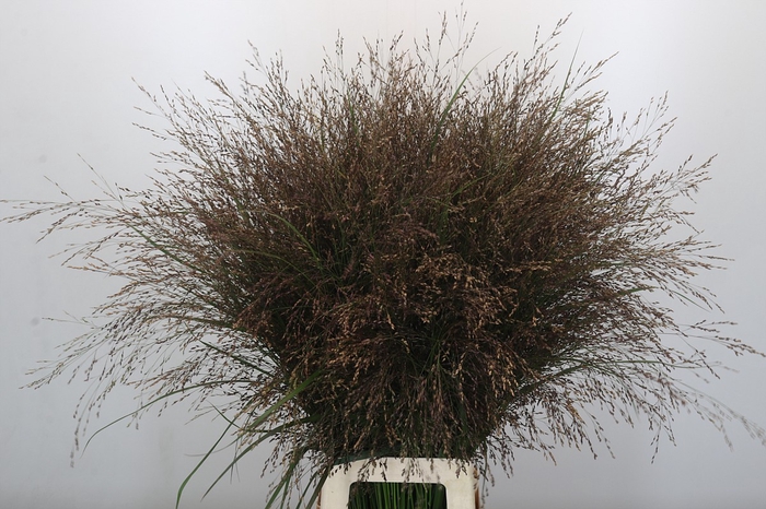 Panicum Warrior