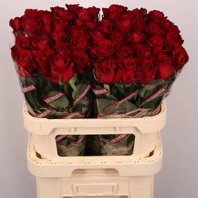 <h4>R GR EVER RED</h4>