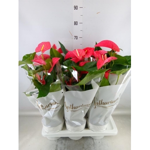 Anthurium andr. 'Maine'