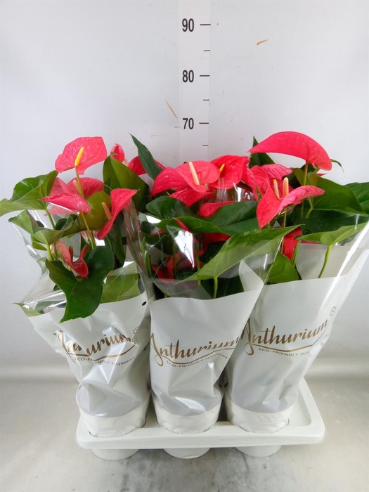 <h4>Anthurium andr. 'Maine'</h4>