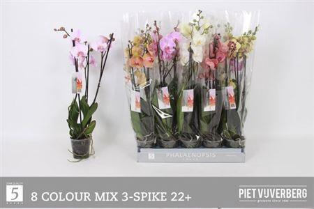 <h4>Phal Gem 8 Kl 3 Tak</h4>