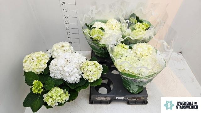 <h4>HYDR M MERLIN</h4>