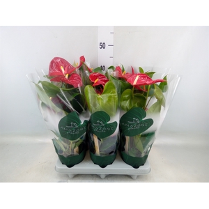 Anthurium andr. 'Nevada'