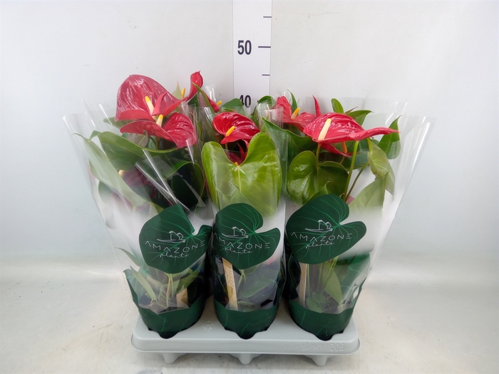 <h4>Anthurium andr. 'Nevada'</h4>