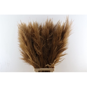 Dried Cortaderia Zaquara Naturel Brown 100cm