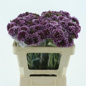 Scabiosa Sweet Cherry Scoop Extra