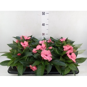 Impatiens NG 'ColPow Rose'