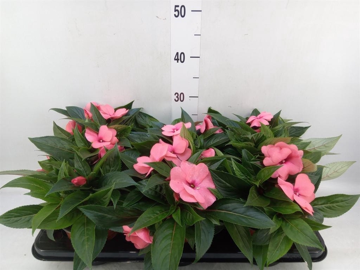 <h4>Impatiens NG 'ColPow Rose'</h4>