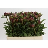 Paeonia Buckeye Belle
