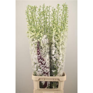 Delph El Dewi Impressive White