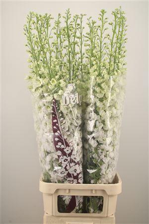 <h4>Delph El Dewi Impressive White</h4>