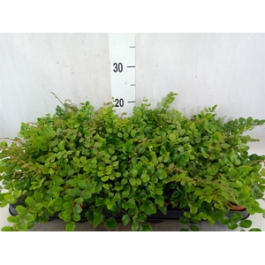 Pellaea rotundifolia