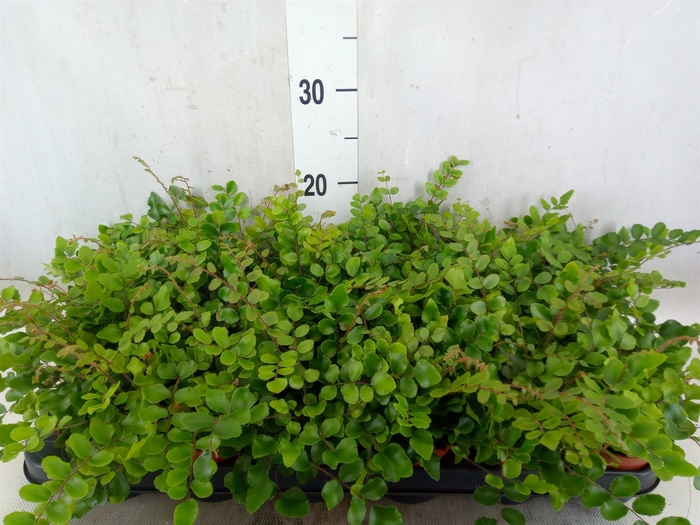 <h4>Pellaea rotundifolia</h4>