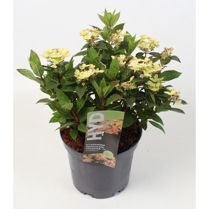 Hydrangea Paniculata 'Polestar' IMPORT - 23 cm