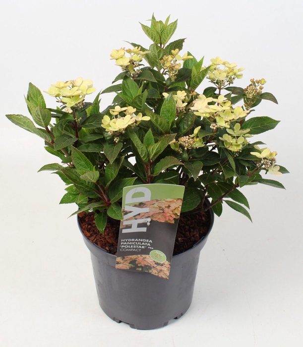 <h4>Hydrangea Paniculata 'Polestar' IMPORT - 23 cm</h4>