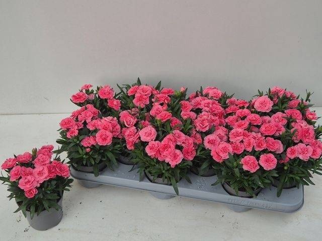 <h4>DIAN OSC PINK</h4>