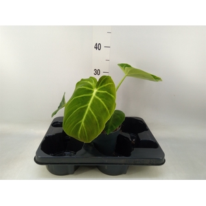 Philodendron   ...
