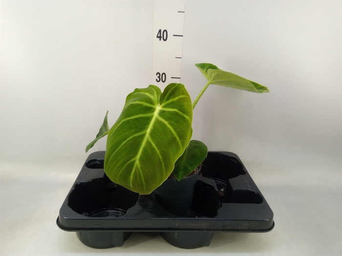 <h4>Philodendron   ...</h4>