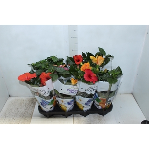 HIBISQS P15