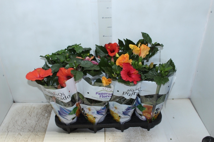 <h4>HIBISQS P15</h4>