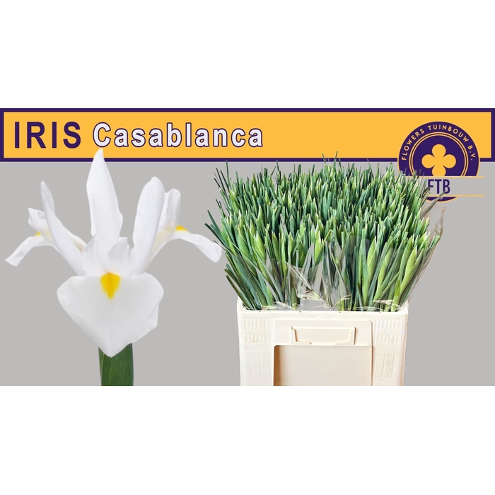 <h4>IRIS CASABLANCA</h4>