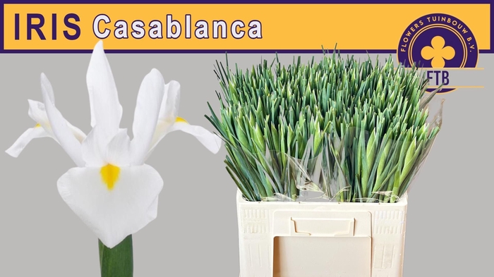IRIS CASABLANCA