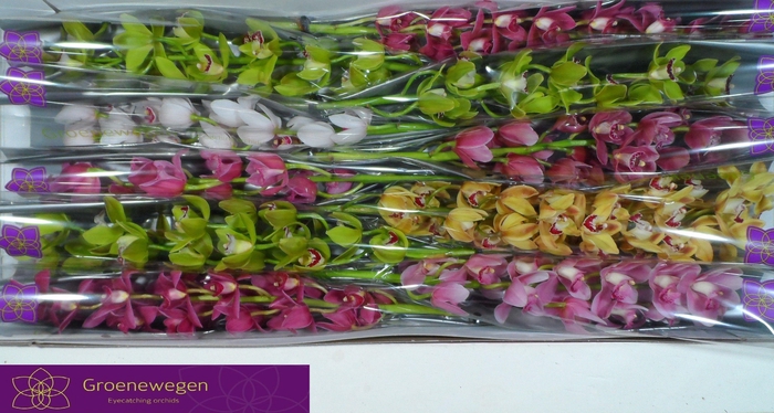 <h4>CYMB MI GEM</h4>