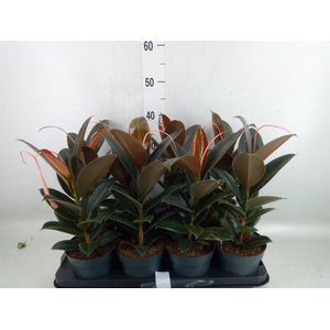 Ficus elastica 'Melany'