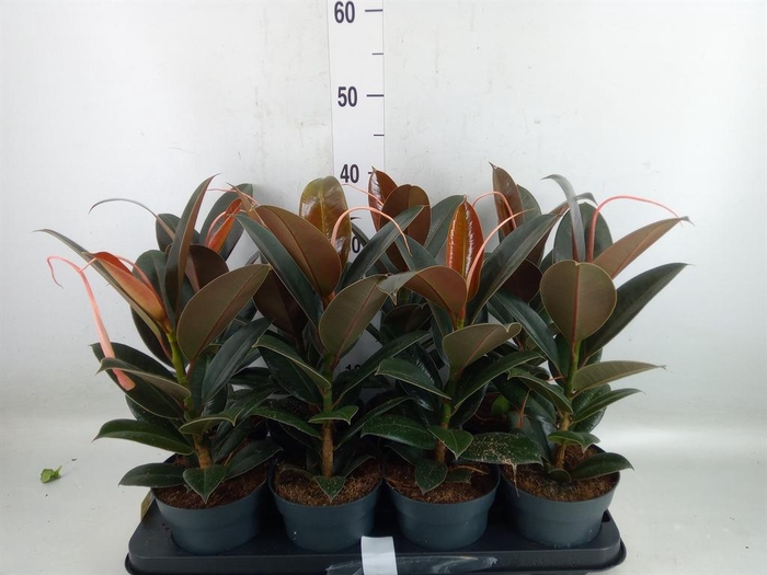 <h4>Ficus elastica 'Melany'</h4>