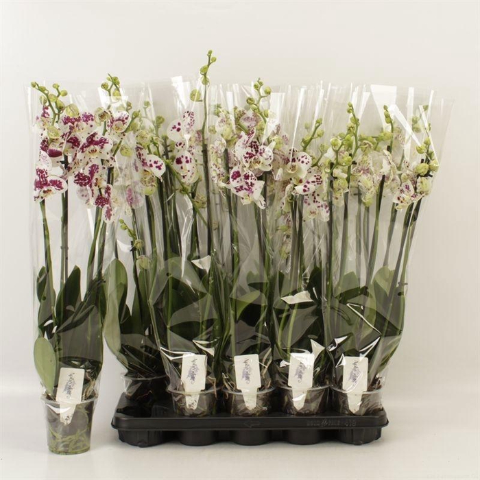 <h4>PHAL AN MARRAKESH</h4>