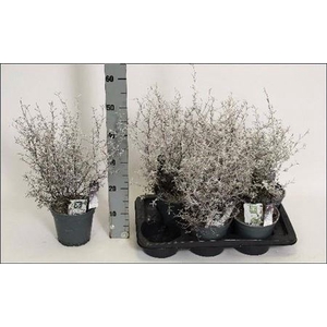 Corokia Maori Silver