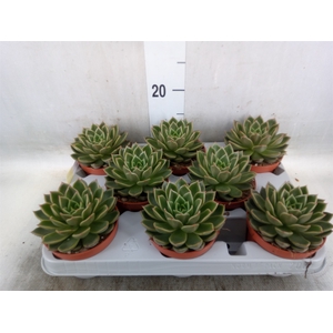 Echeveria   ...not flowering