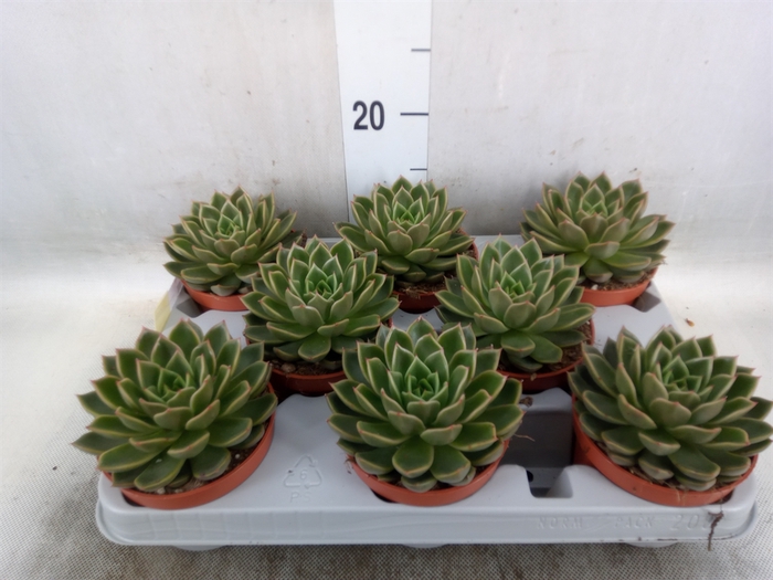 <h4>Echeveria   ...not flowering</h4>