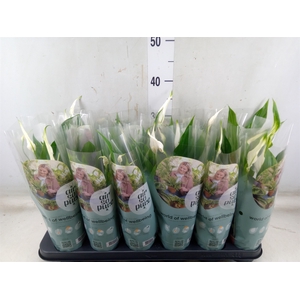 Spathiphyllum  'Pearl Cupido'