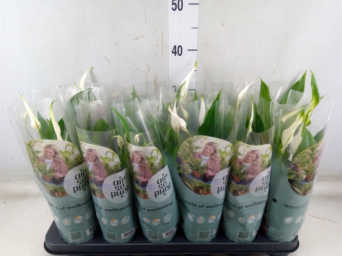 <h4>Spathiphyllum  'Pearl Cupido'</h4>