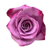 R GR VIOLET HILL+
