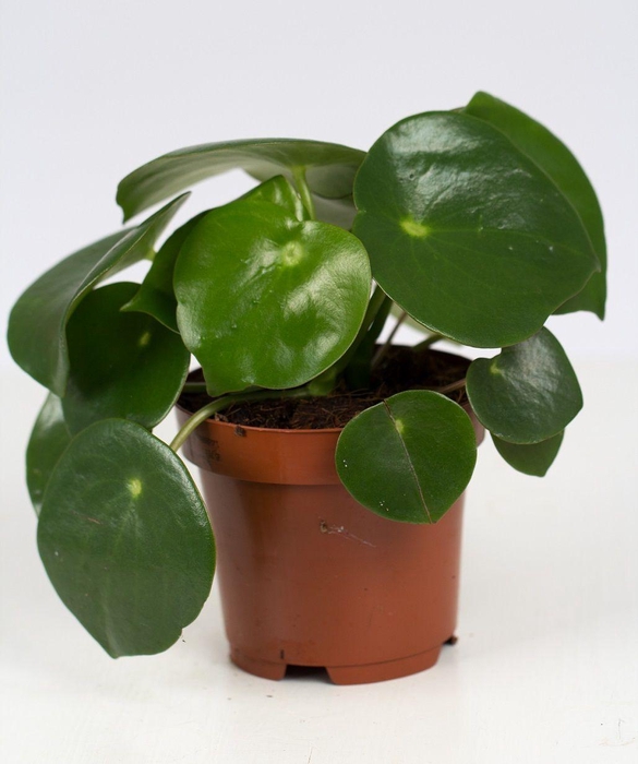 <h4>Peperomia Raindrop P&PURE Collection</h4>