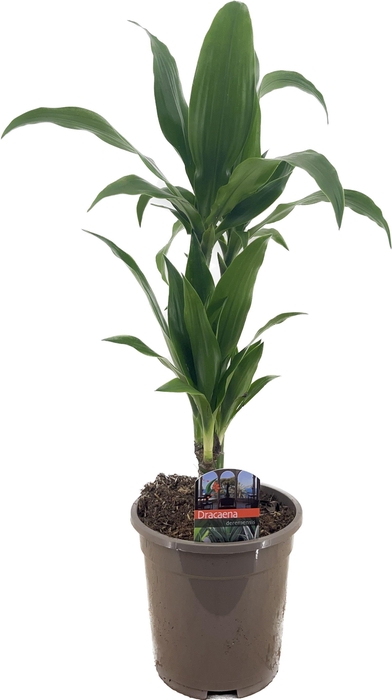 <h4>Dracaena deremensis janet craig 30-10</h4>