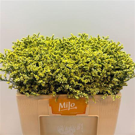 <h4>Lim Sin China Summer</h4>