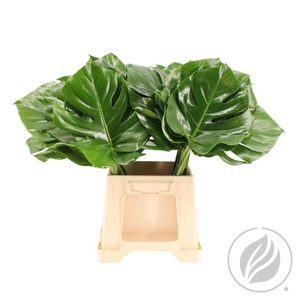 Monstera Blad 15cm