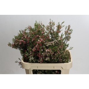 Chamelaucium My Sweet 16